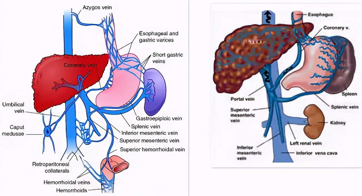 Anatomy of abdominal vessels - iNEWS