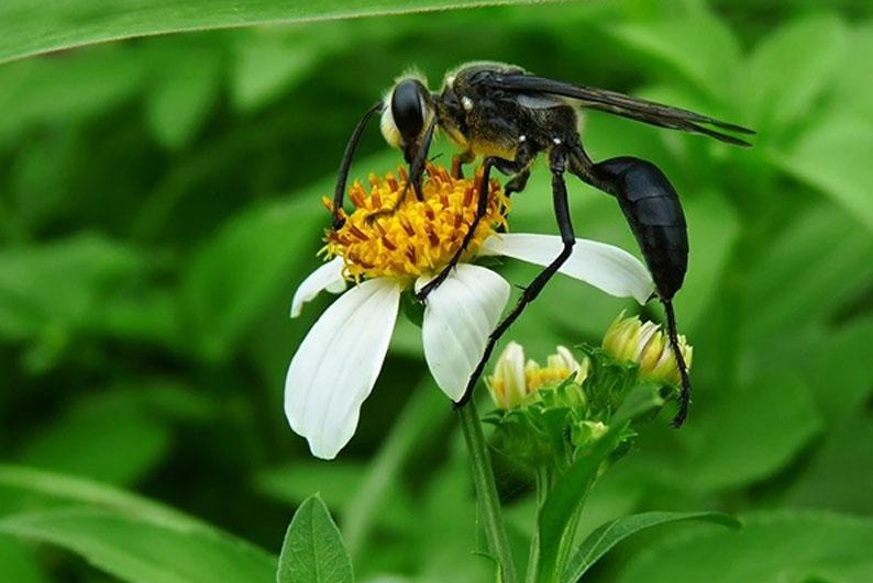 How do hermaphrodite animals mate and reproduce? If you want to know