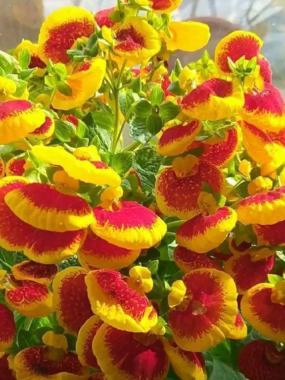 21 kinds of bully flowers, come to you iNEWS