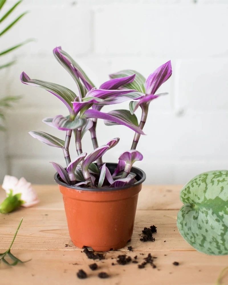 The difference between oil painting wedding spider plant, wedding