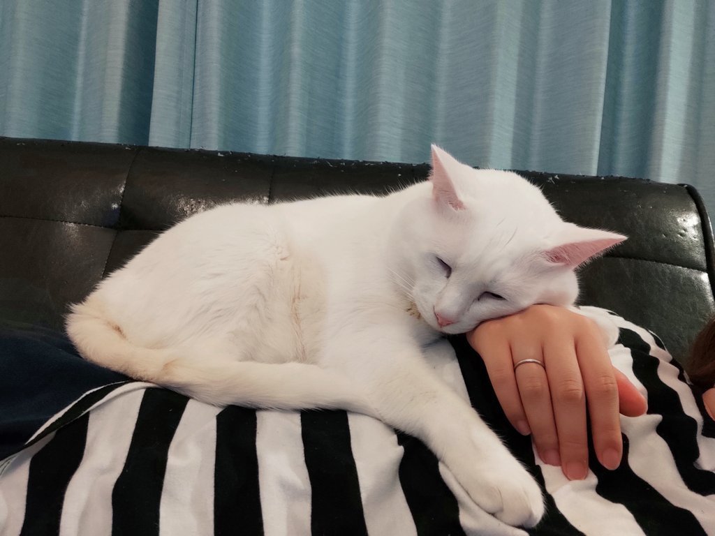 The truth about cats like sleeping next to you, don't get it wrong