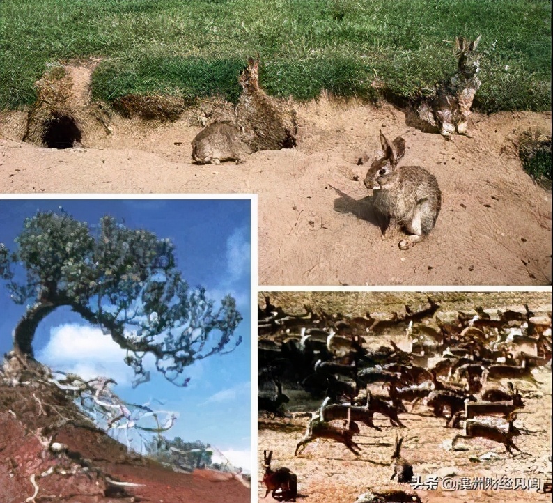 人兔战争持续150年，澳大利亚完败，100亿只兔子真吃不完啊