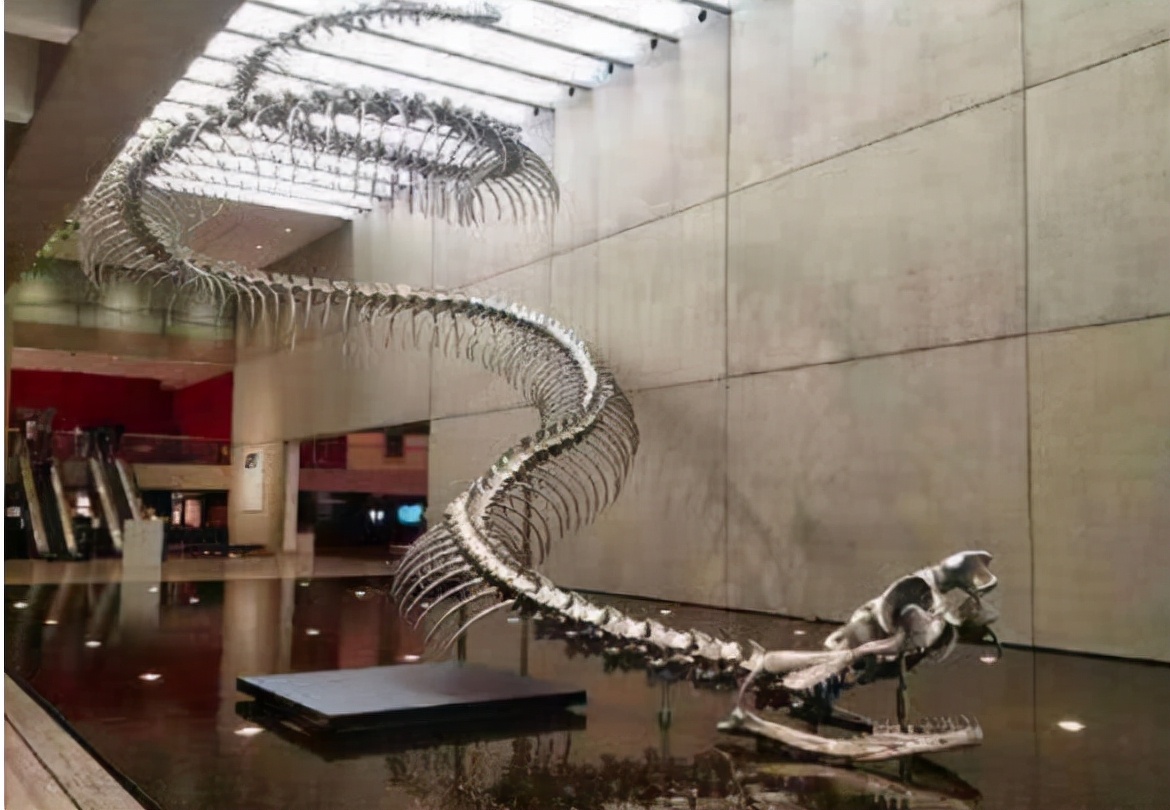 Dragon Python Real The most python is at least four stories high and weighs one ton. It ...