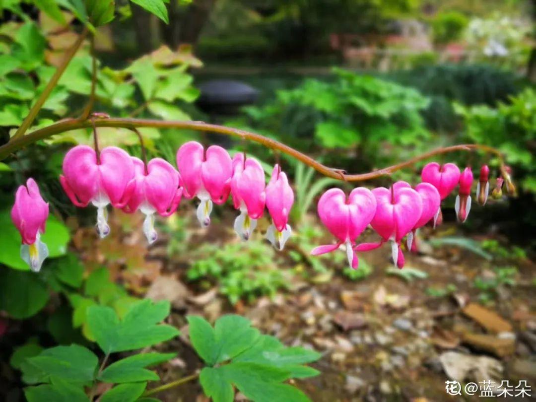 21 kinds of bully flowers, come to you iNEWS