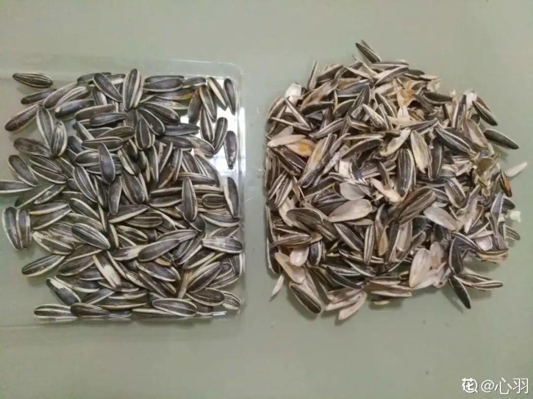 Peanuts and melon seed shells are made into nutrient soil to grow