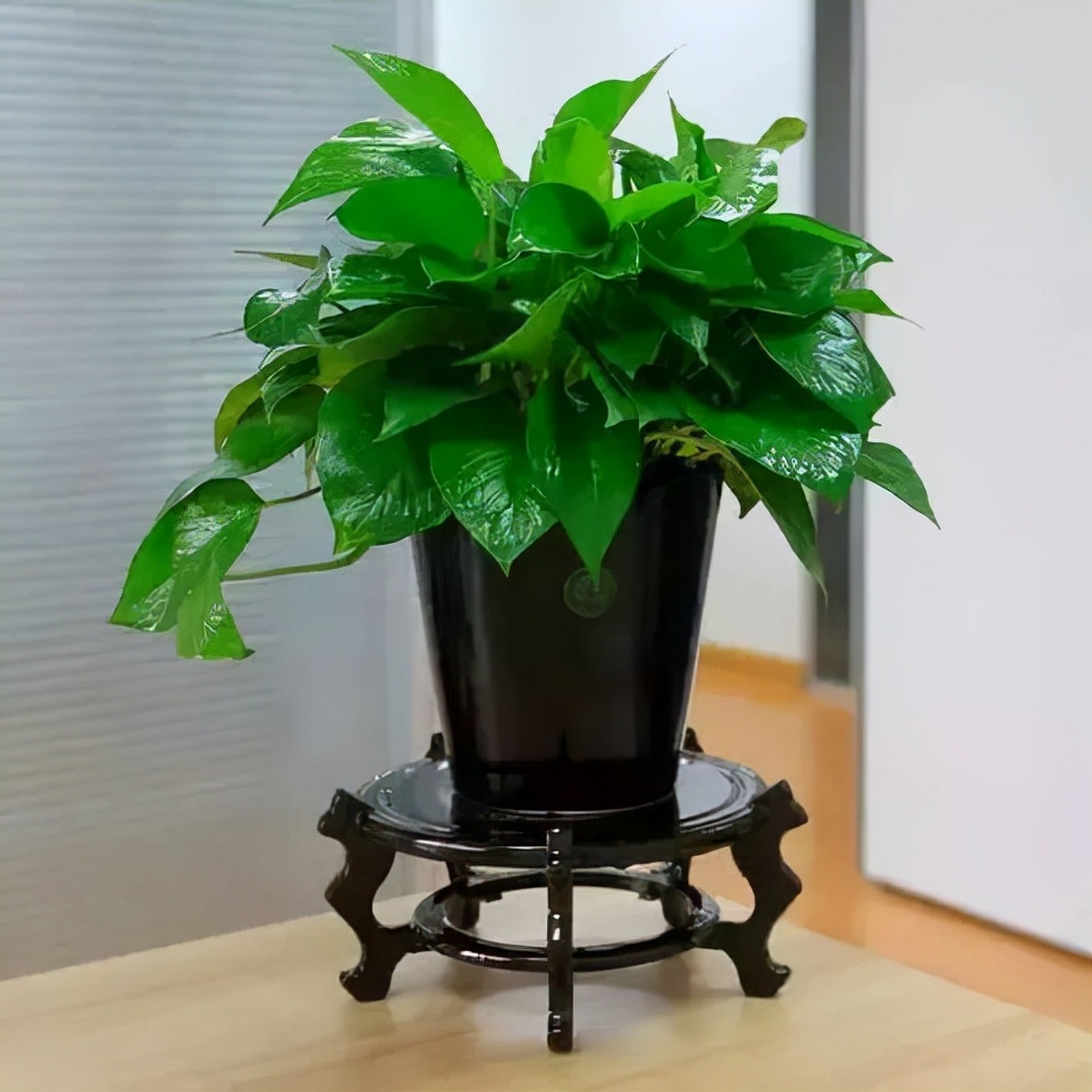 How to quickly remove formaldehyde, 5 effective ways to remove