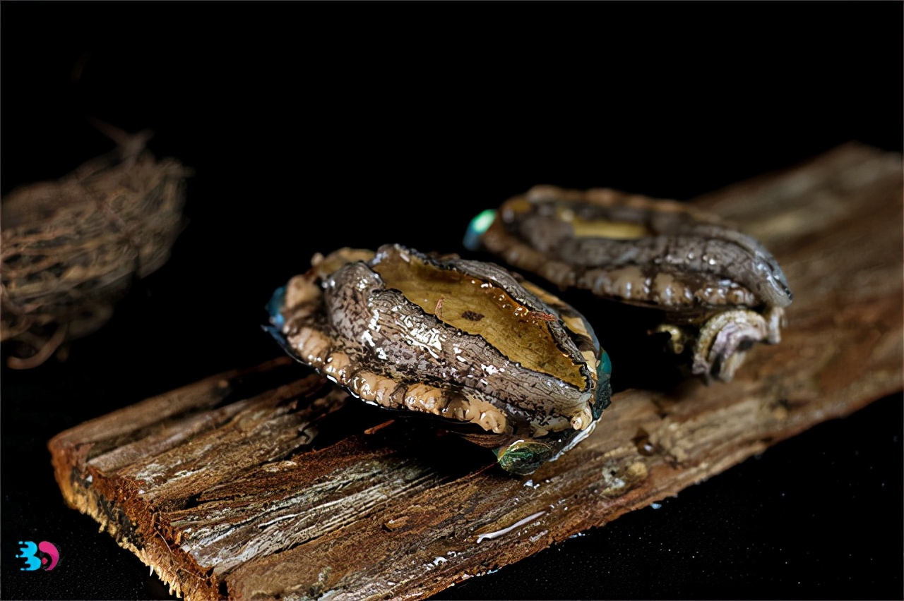 How to slaughter live abalone?How do you choose live and