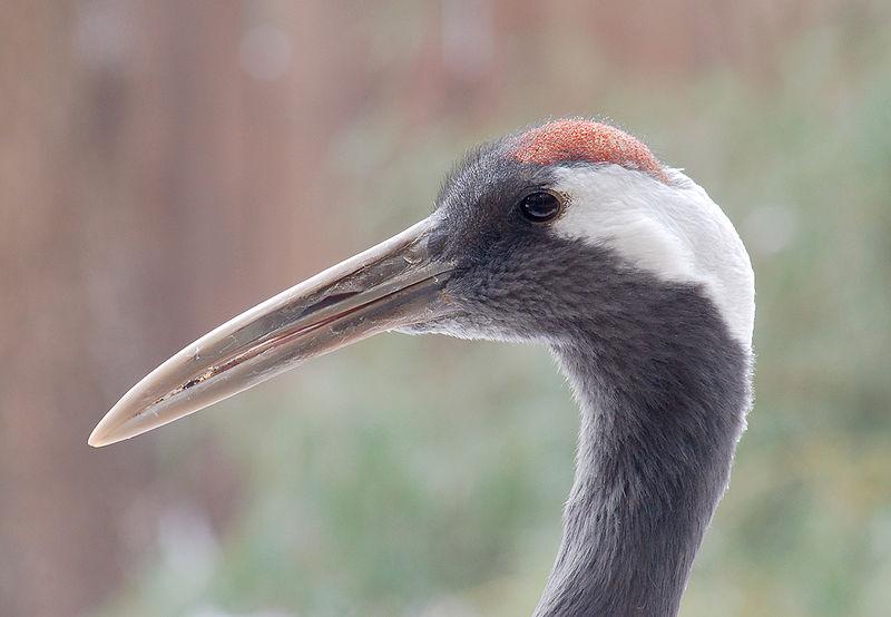 Bald crane?Is the crest of a red-crowned crane caused by hair loss?How ...