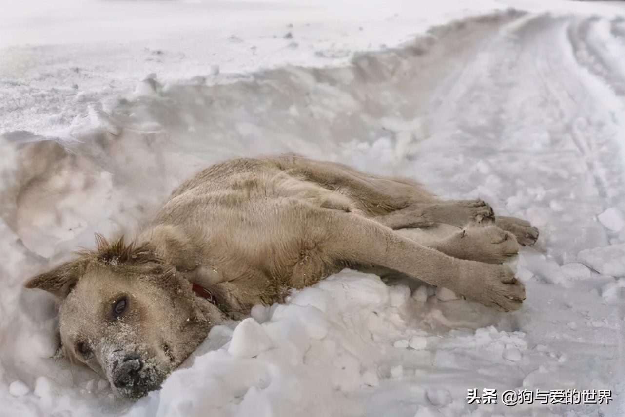 The stray dog hugged 7 babies before being frozen to death. Volunteer: It took two days to separate them