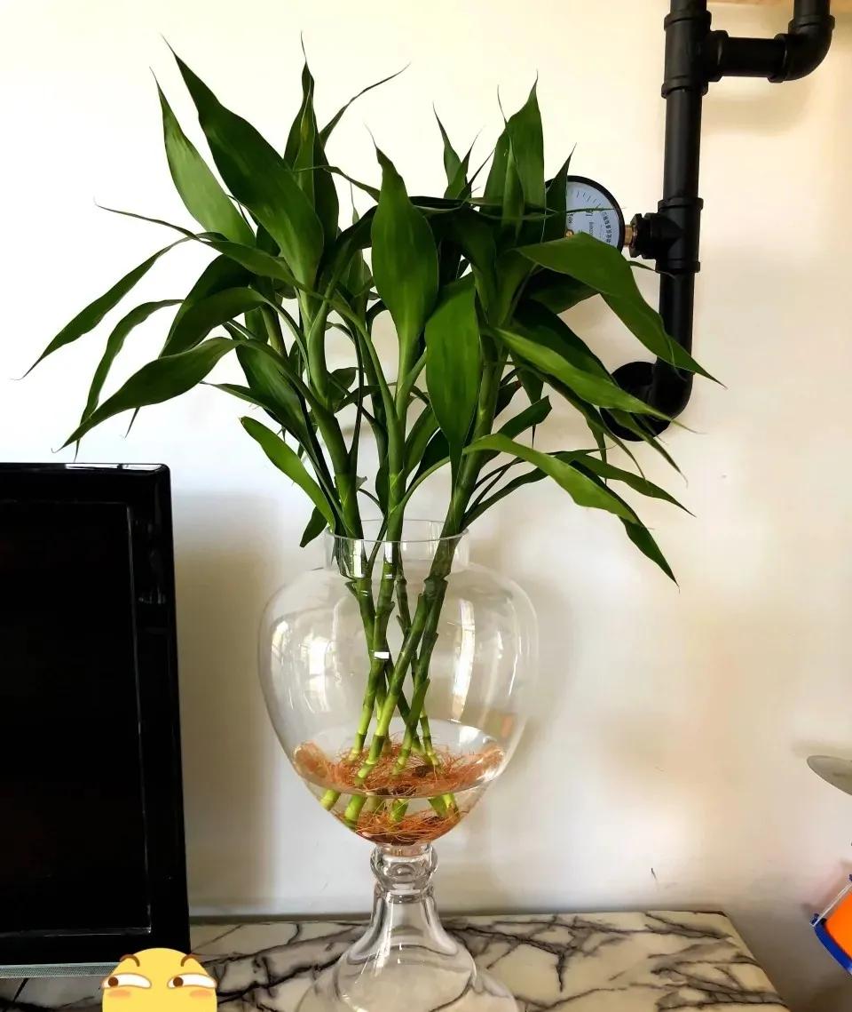 These 3 kinds of potted plants mean smooth sailing, safe and lucky, and