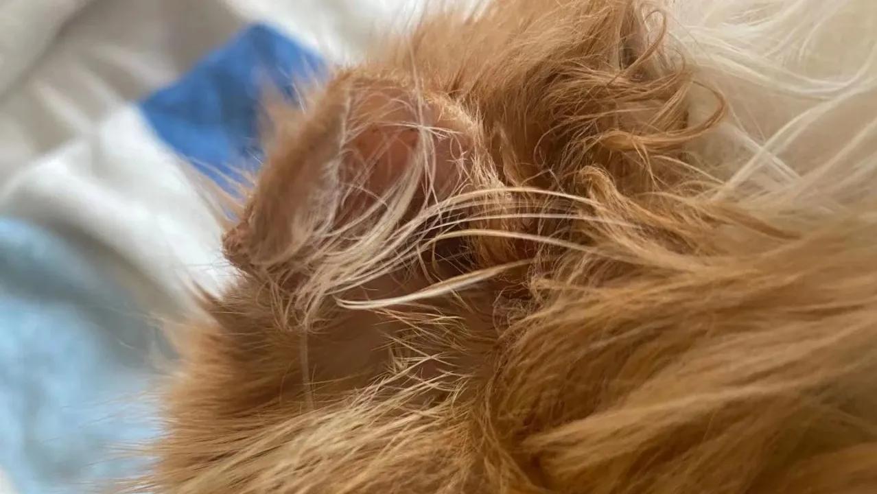 The cat's ears are swollen, and the operation cost is 2000!How should