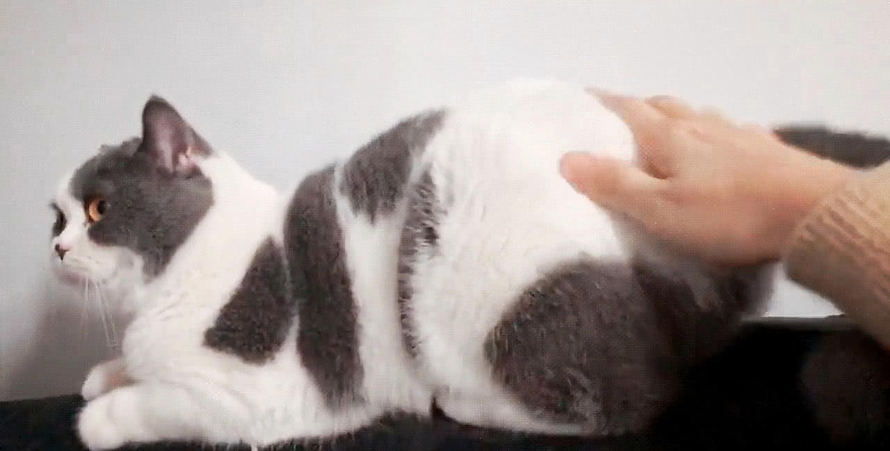 I wondered how much cats like to be slapped in the butt?Until I saw