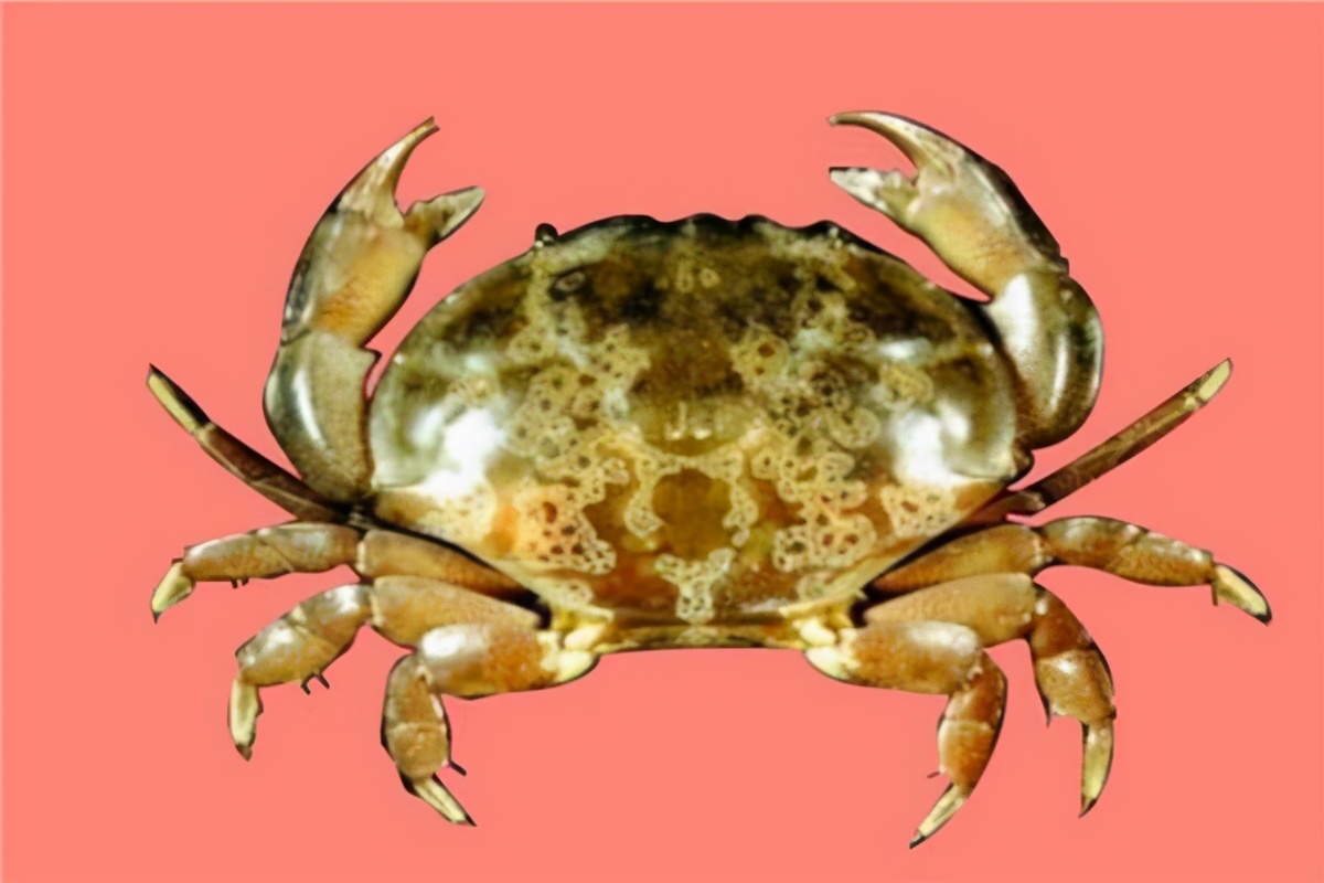 There are several species of crabs that are highly poisonous in the