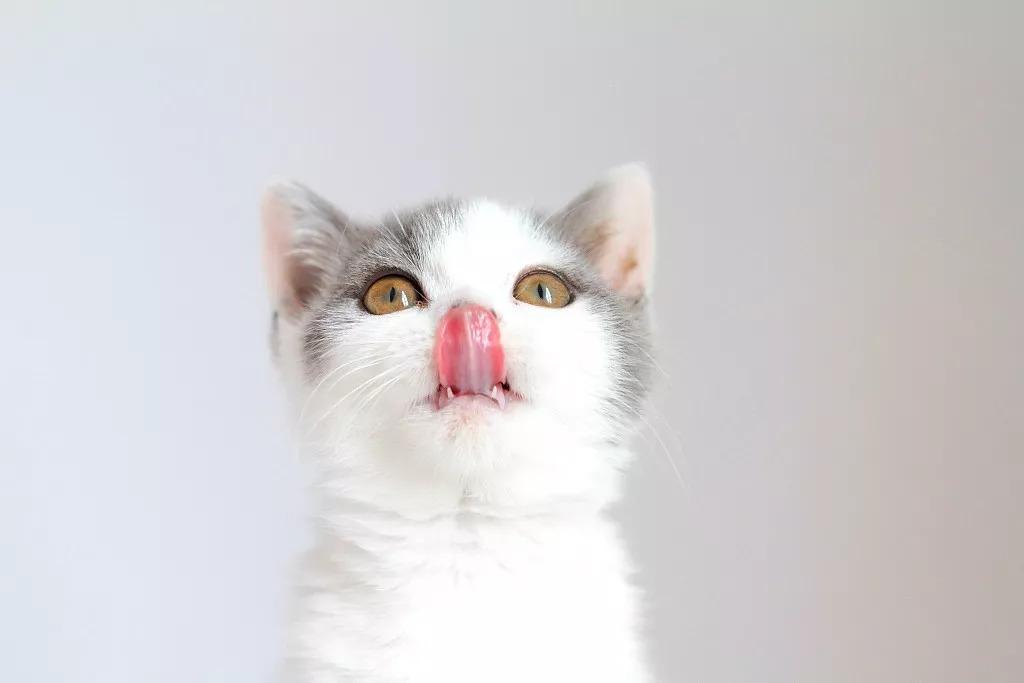 How To Judge What Cat Food A Cat Likes By Licking Its Tongue INEWS