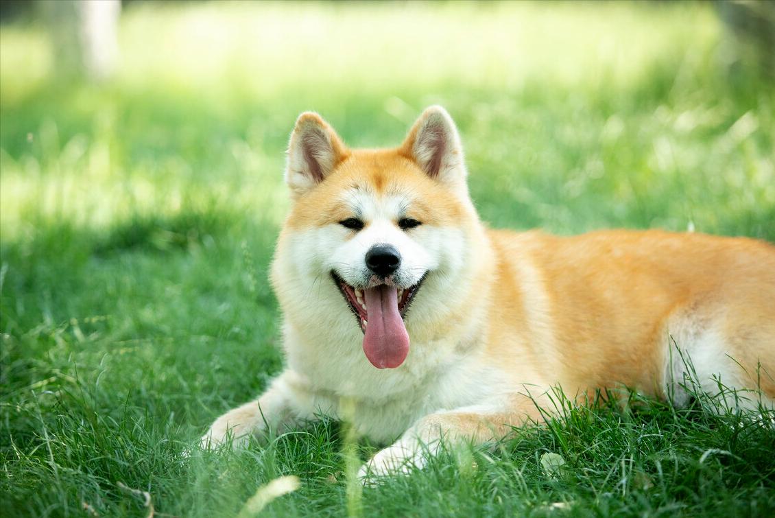 What to do if Akita dog vomits yellow viscous liquid iNEWS