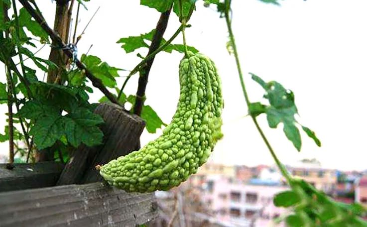 The potted bitter gourd has bloomed, with all male flowers and no ...