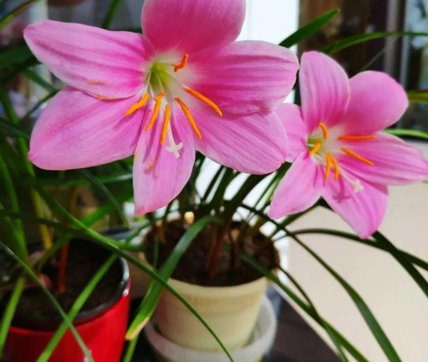 When it rains in autumn, which plant potted plants should be moved out