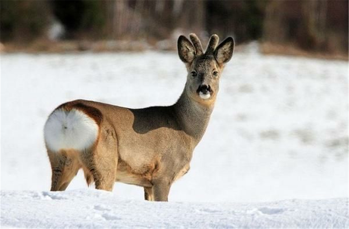How stupid is a silly roe deer?Stupid enough that it is not extinct, is ...