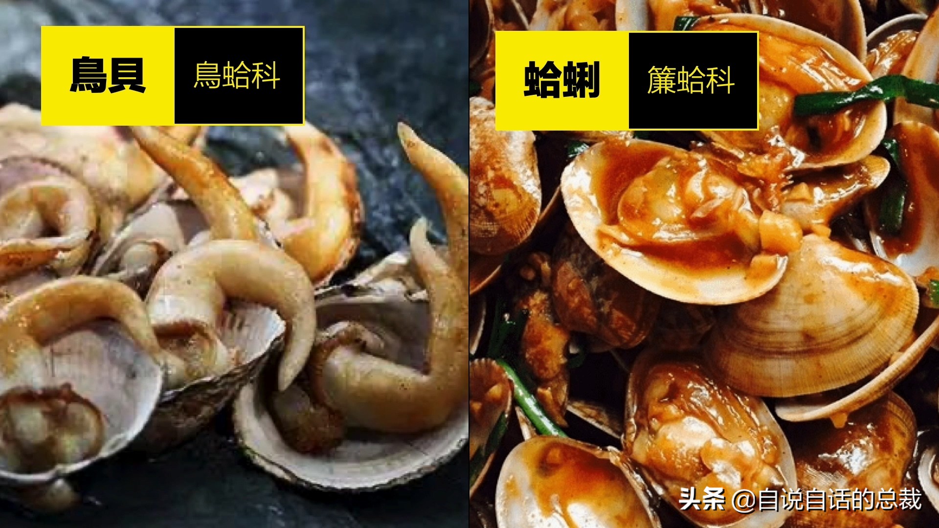 What is the difference between clams, cockles, clams, oysters, and