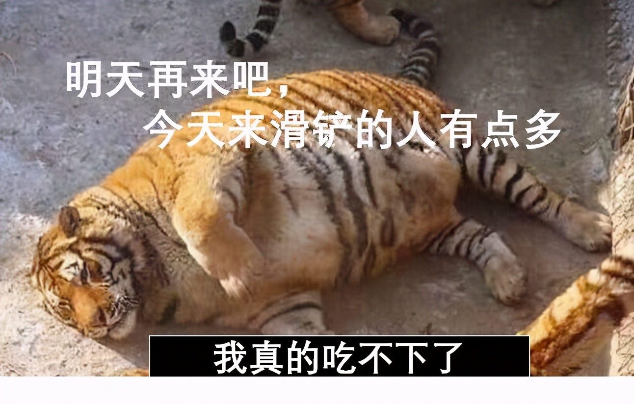 Ten Tibetan Mastiff challenges a tiger, how long can the tiger? Tiger