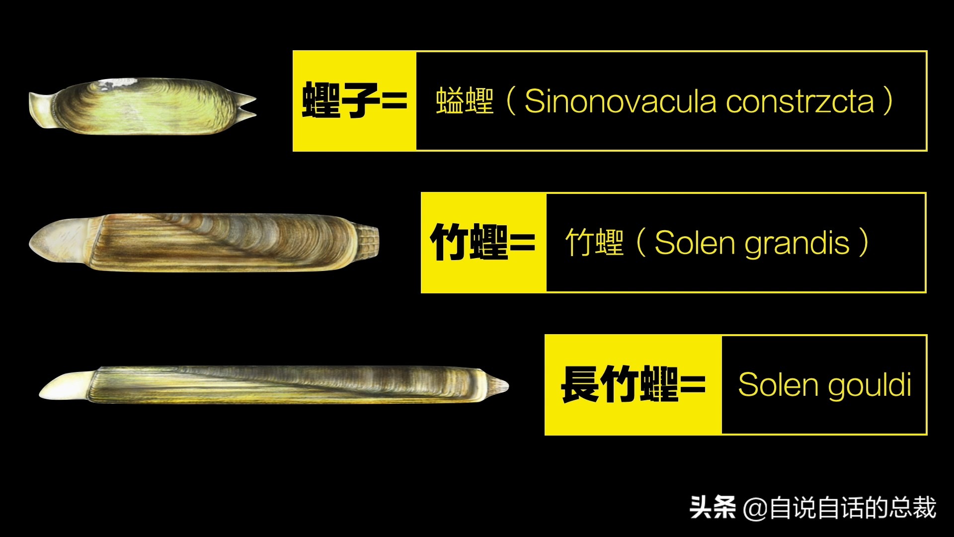 What is the difference between clams, cockles, clams, oysters, and