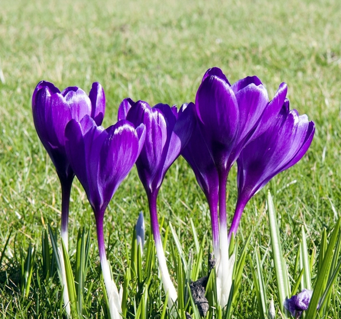 Flower comparison, the difference between national orchid and cattleya