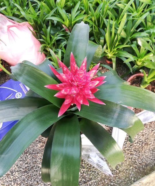 This flower can be safely placed indoors and release oxygen at night