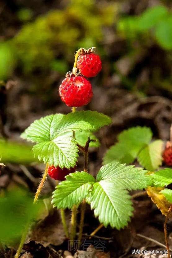 I Know The Truth But Why Are Strawberries So Big Inews