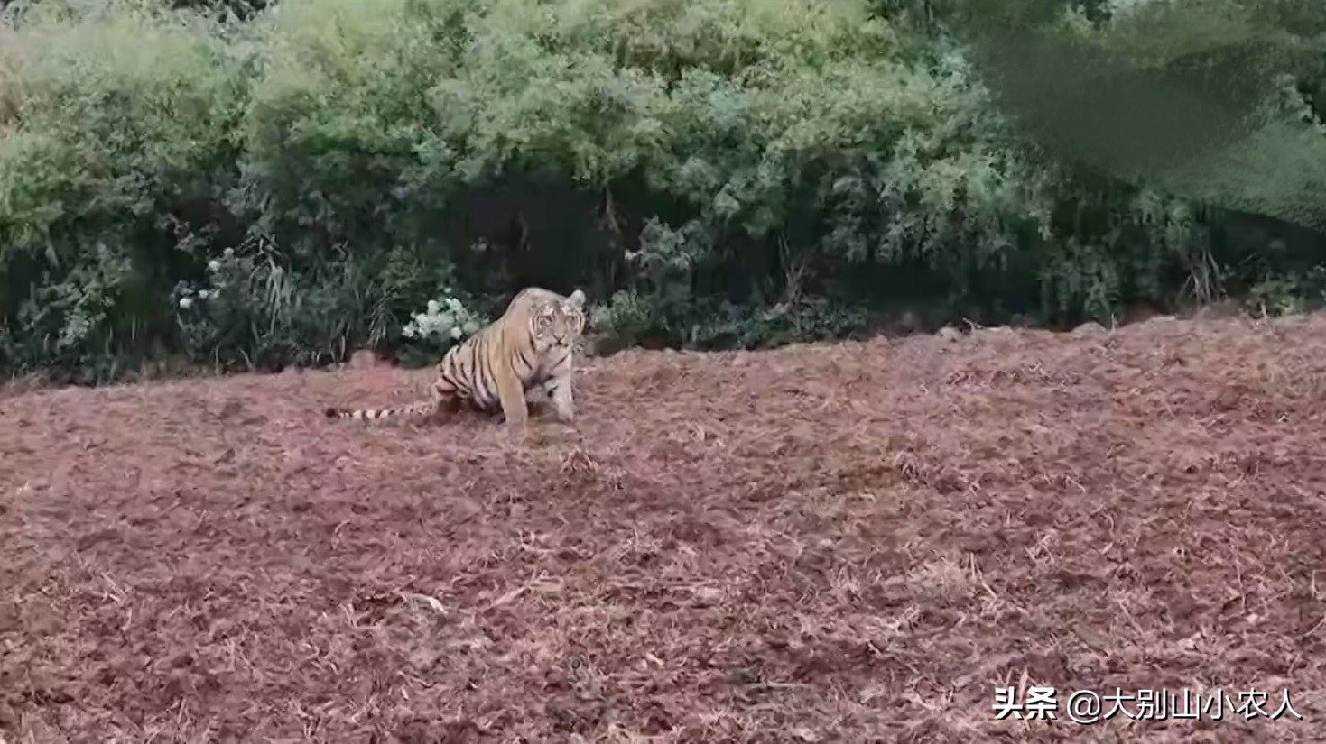 300 catties of Siberian tiger was scared off by border police twice ...