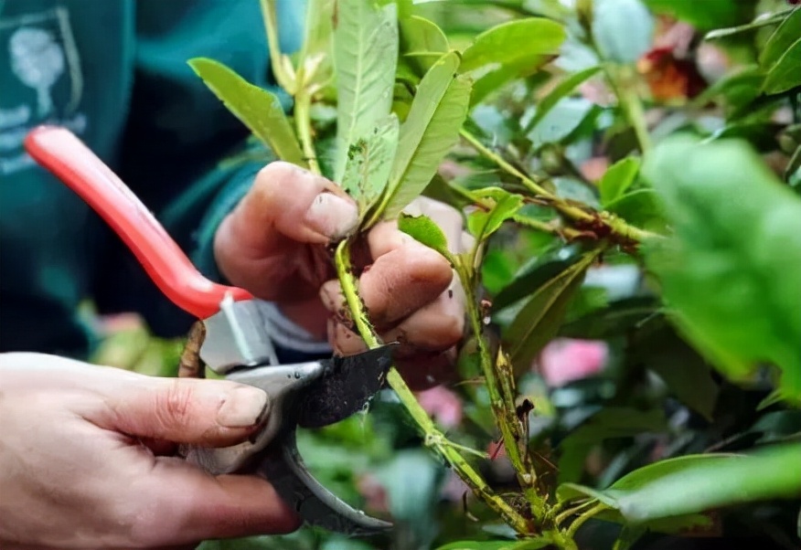 Potted osmanthus tree cuttings can live, and cutting methods can be ...