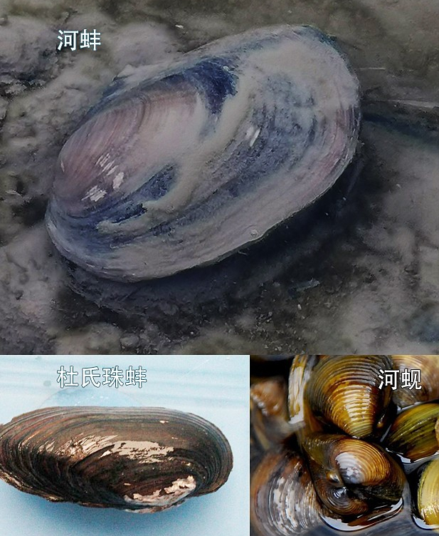 繁殖火山鳑鲏用河蚬(念xian),杜氏珠蚌(念bang);其他鳑鲏用河蚌繁殖5