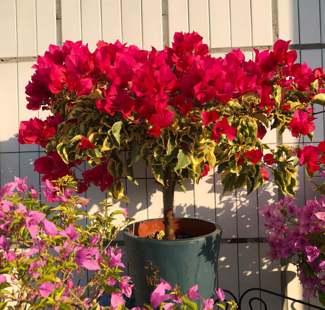 The light requirements for growing flowers are different, which can be