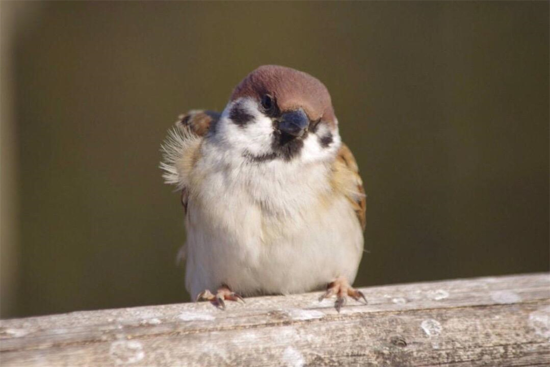 back-then-chinese-sparrows-were-endangered-and-they-were-forced-to