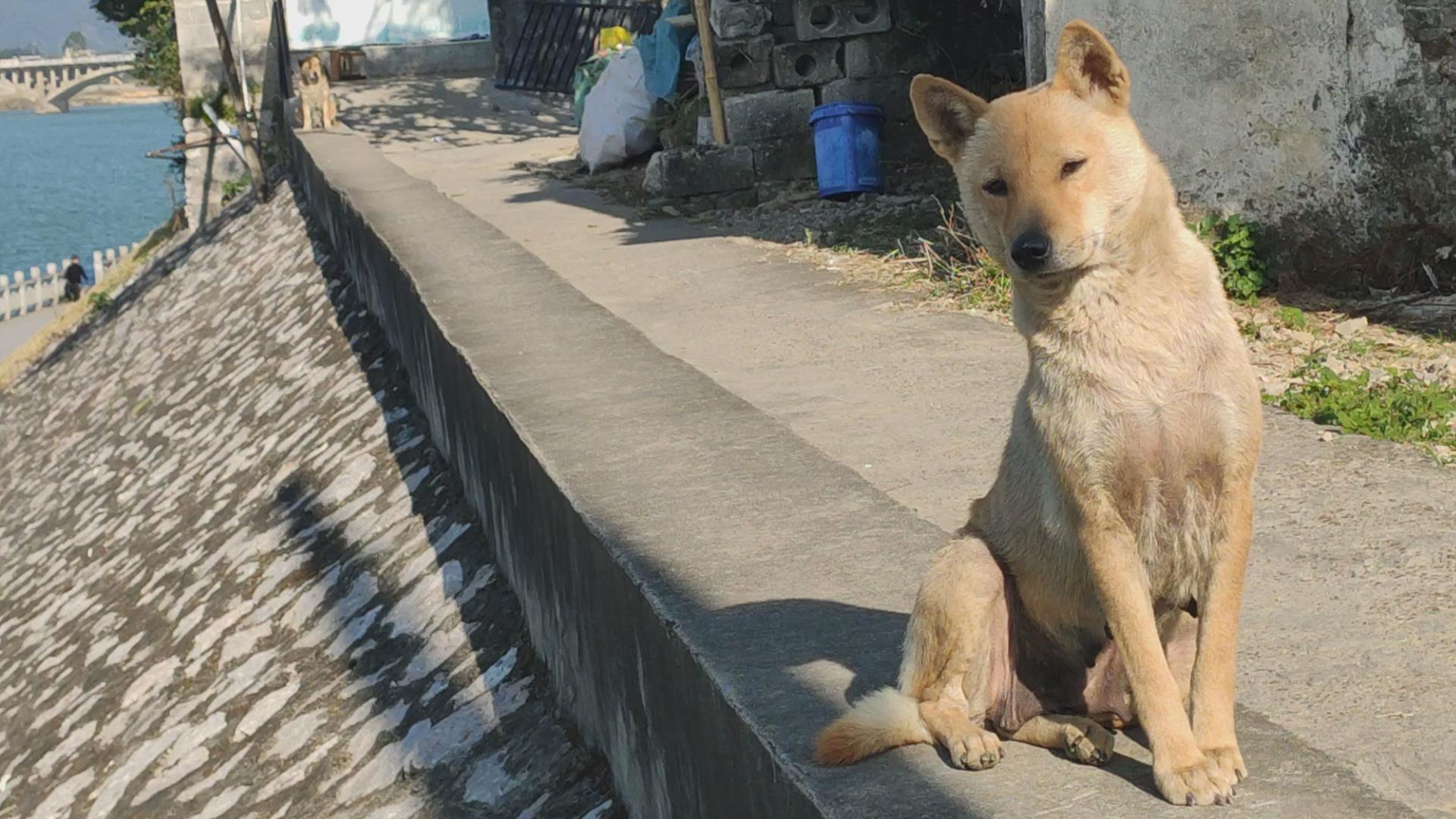 If you want to raise a dog that is easy to raise and not too expensive