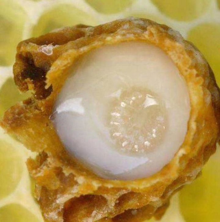 Is royal jelly drunk on an empty stomach or any time?How to drink royal jelly for the best