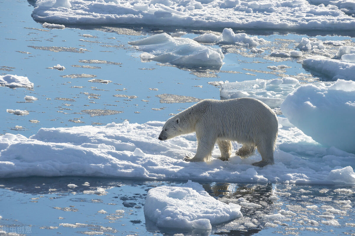 The beauty of the wild Arctic Will polar bears really extinct