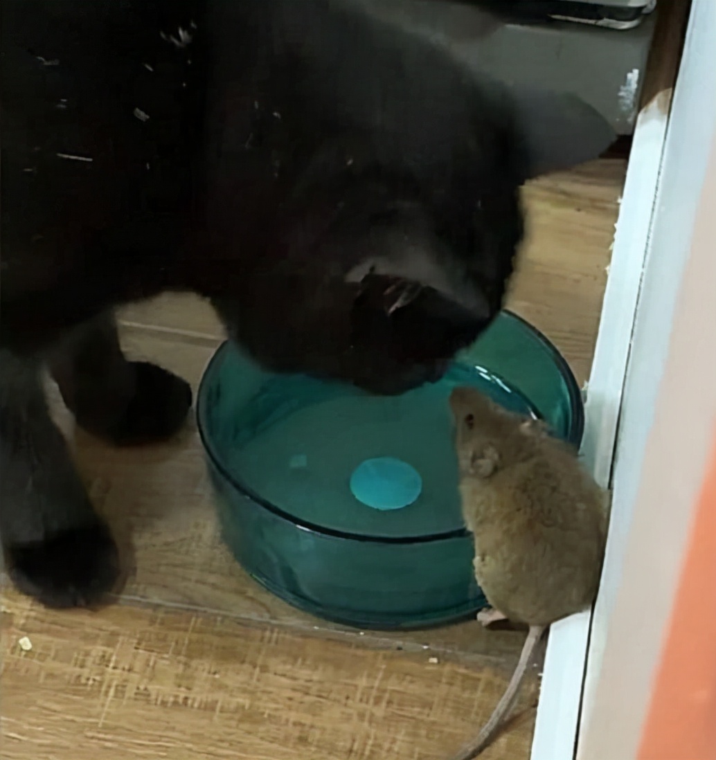 Cats make friends carelessly and bring mice into the house to steal