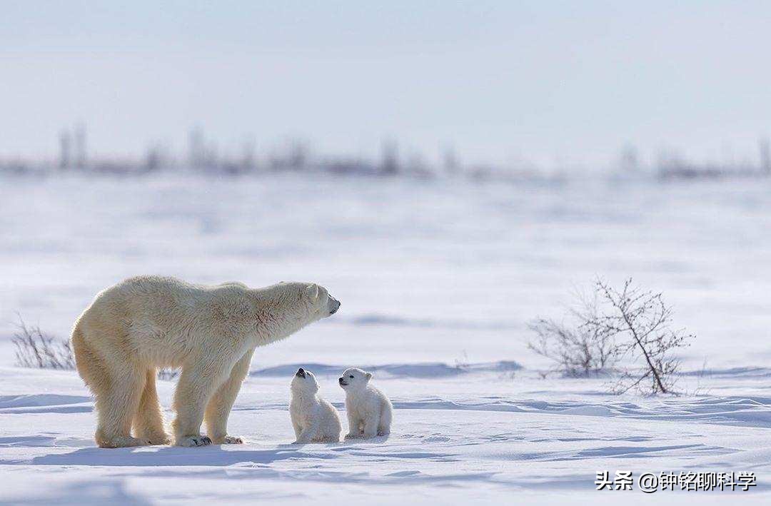 Do hibernating bears have the ability to protect themselves?Giant