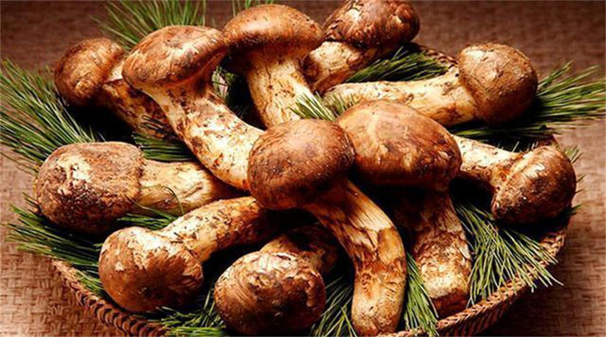 Zhenquanliang Yang Junli shares how to make matsutake wine and how to