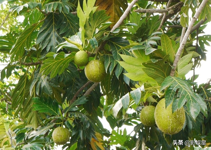 The magical bread tree, a tree that feeds a family, the fruit tastes