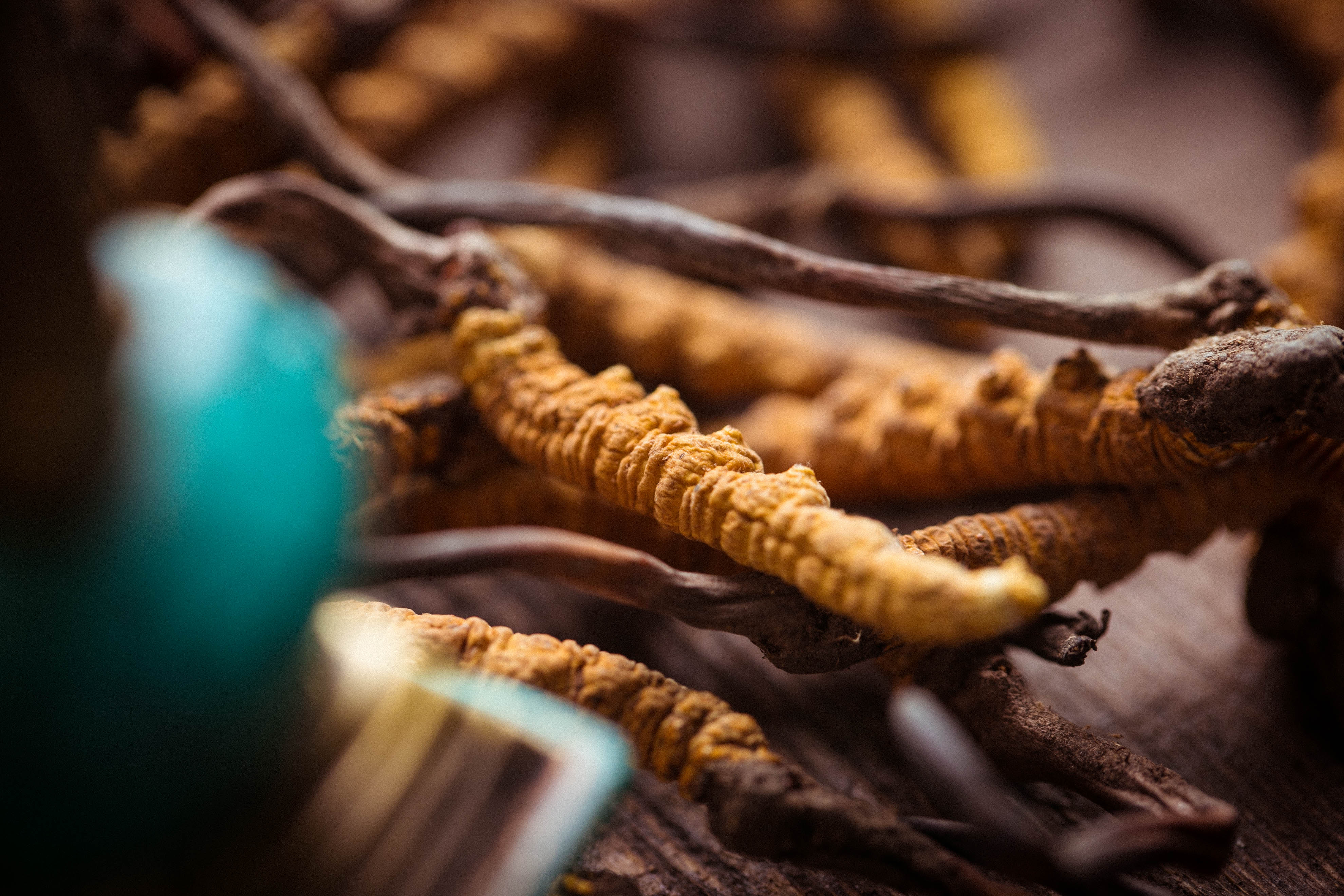 Cordyceps has high value, how to eat it best?This article teaches you