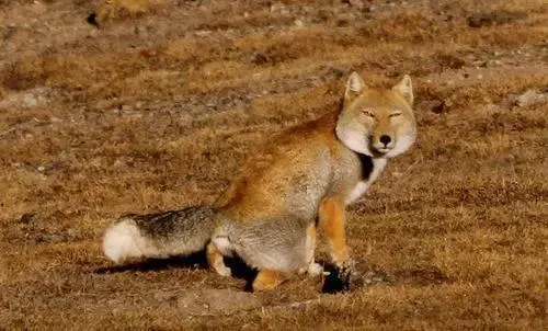 Weakest Fox The worst-looking animal, anyone who sees it wants to stop - iNEWS