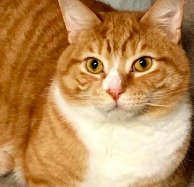 Cat's lifespan rankings the cats with the "longest lifespan" can live