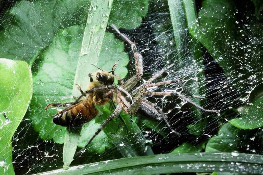 The deadliest spider in the world, funnel web spider (venom kills 8