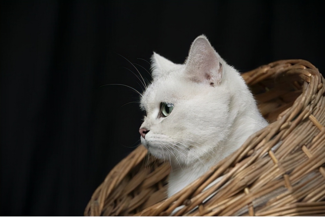 A runny nose is the beginning of a cat's nasal branch iNEWS