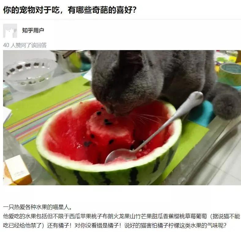 Count the fruits that cats can't eat!Do you still know which fruits can