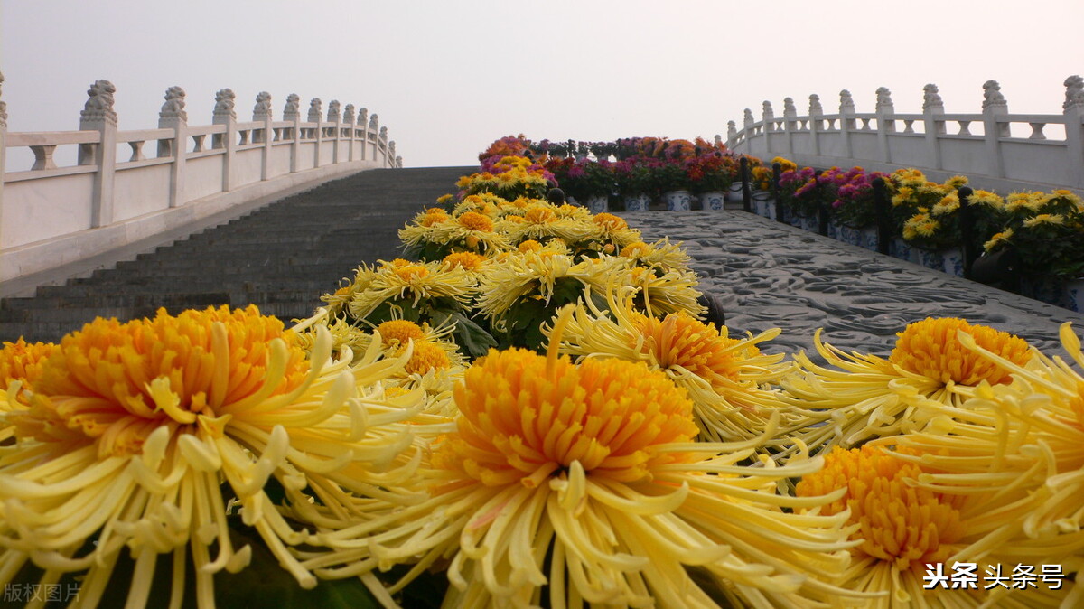 Eating chrysanthemum can nourish the skin and resist aging, but do you
