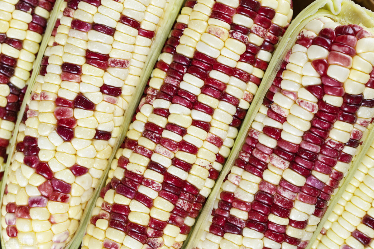 Can people with diabetes eat corn?Eat sweet corn or waxy corn? iNEWS