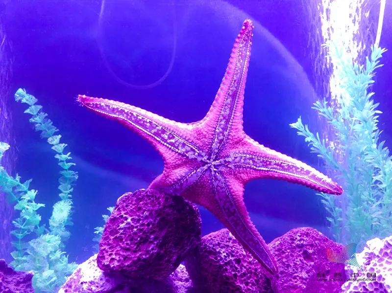 Water bears can not only survive in a vacuum, they are also more pressureresistant than steel