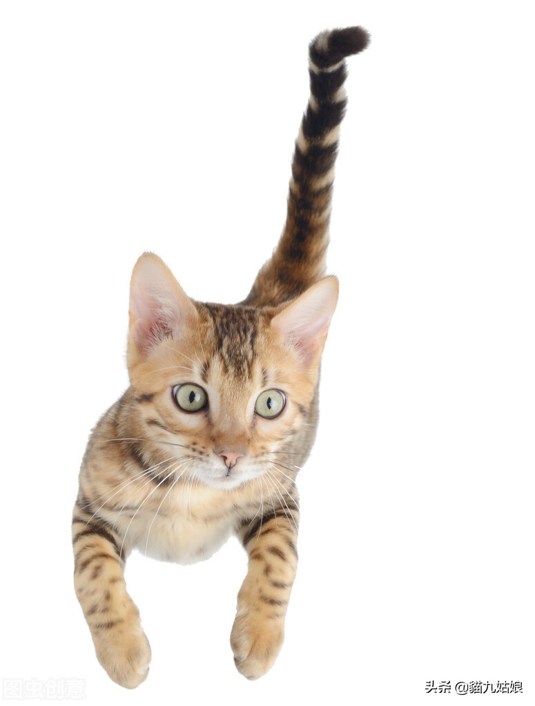 Why can't you touch the cat's tail? iNEWS